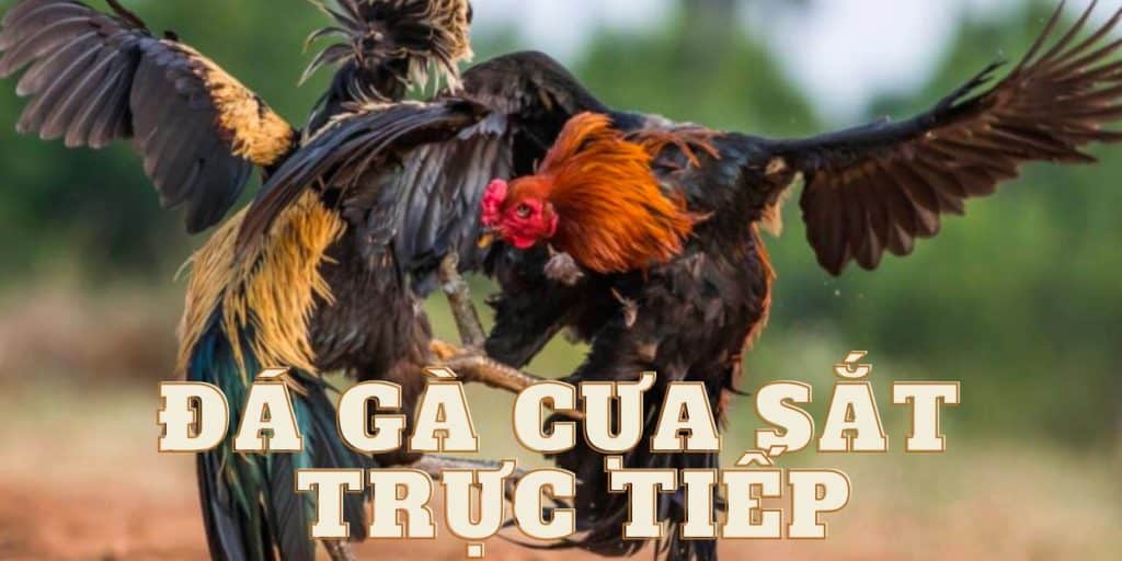 Đá gà cựa sắt trực tiếp ảnh bìa