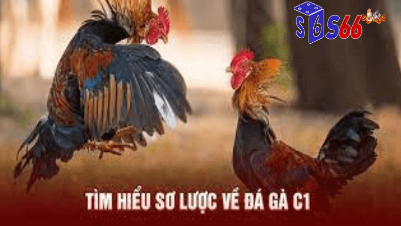 Trực tiếp đá gà c1 hôm nay